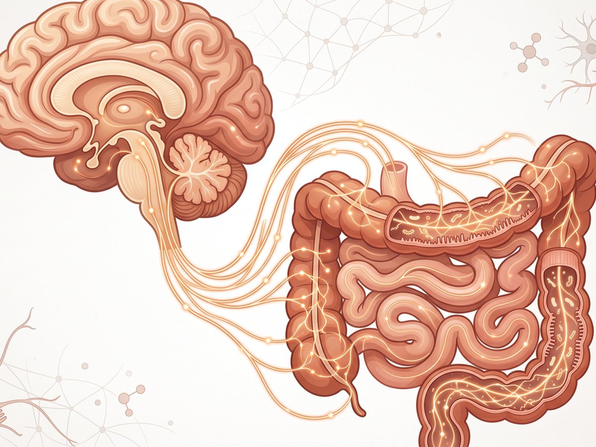Le microbiote intestinal, ce deuxième cerveau qu'on découvre